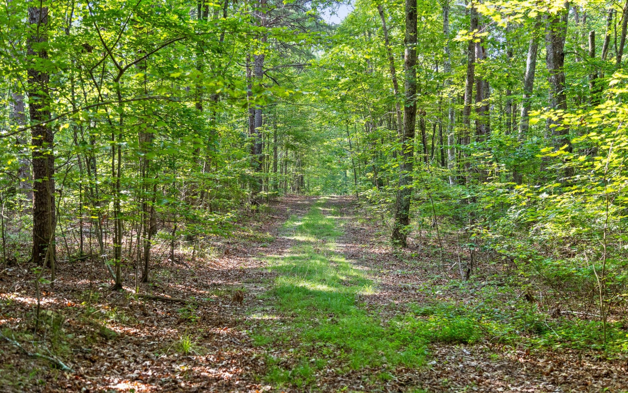 36 Still Hollow Road Menlo, GA 30731 - Photo 47 of 63 a view of a yard with plants and large trees