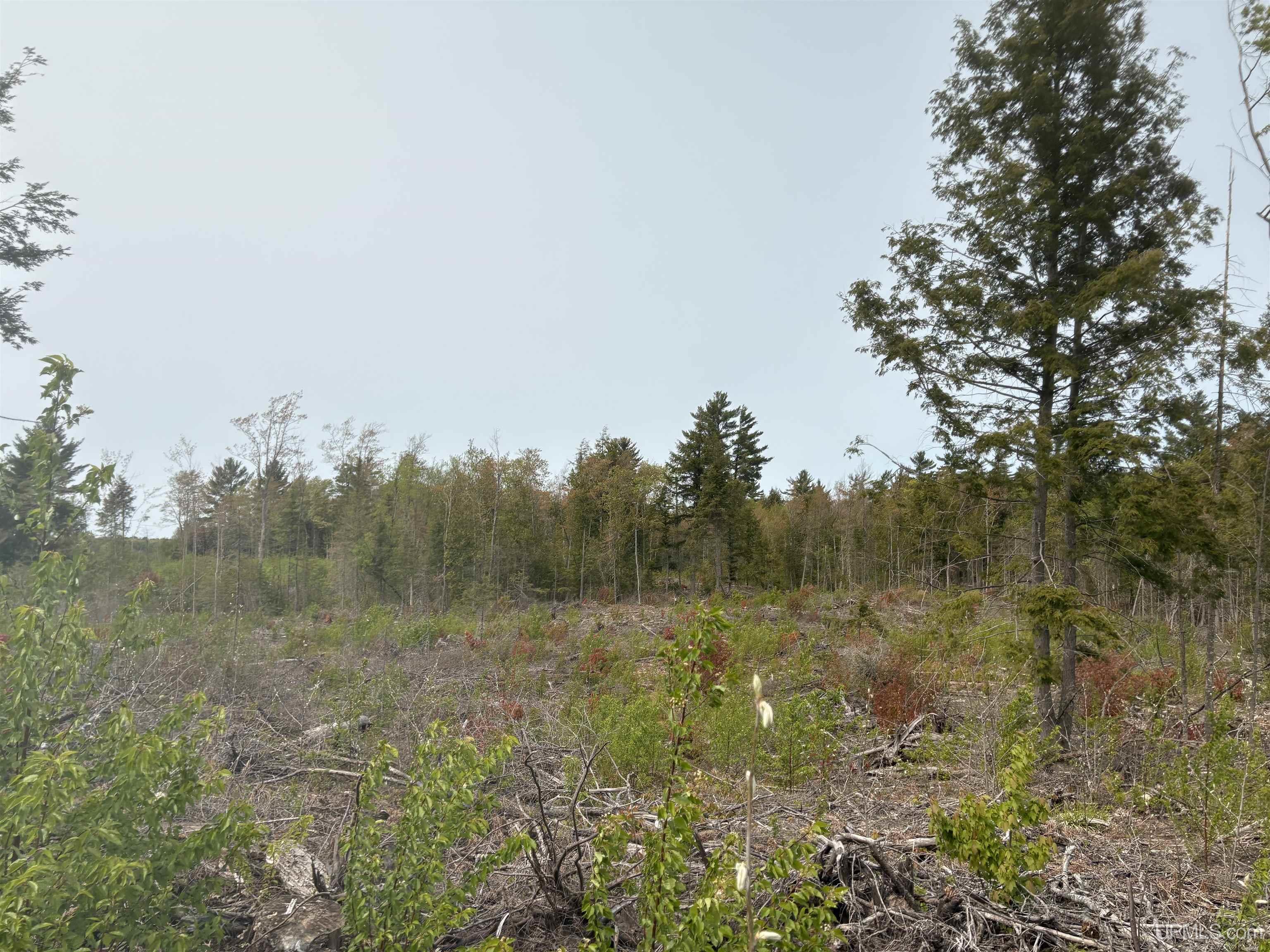Parcel B Parcel B Kunde Road Skandia, MI 49885 - Photo 5 of 7