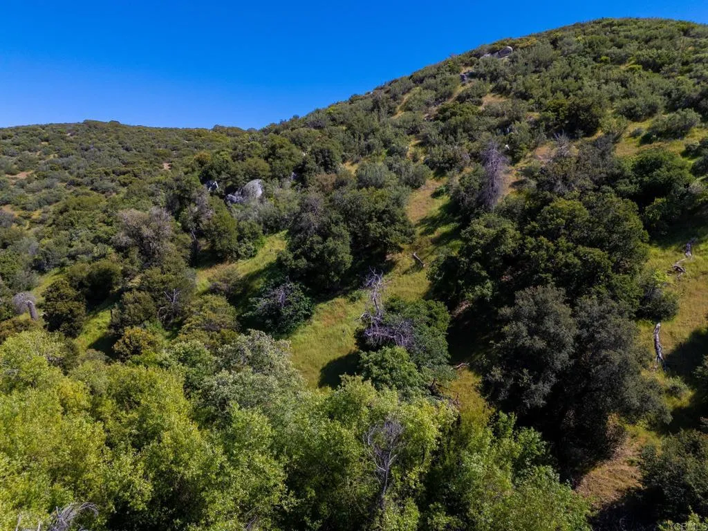 63 San Felipe Road Warner Springs, CA 92086 - Photo 28 of 43 a view of a large tree with a yard