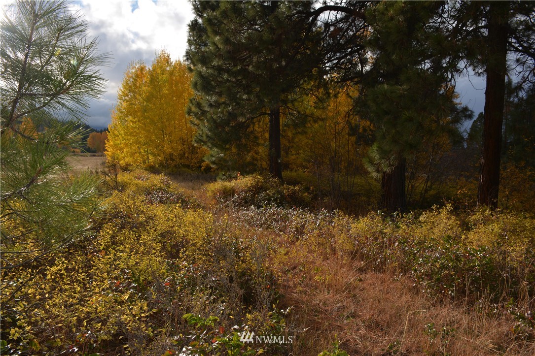 0 Westside Road Cle Elum, WA 98922 - Photo 28 of 31 a view of a yard with a tree