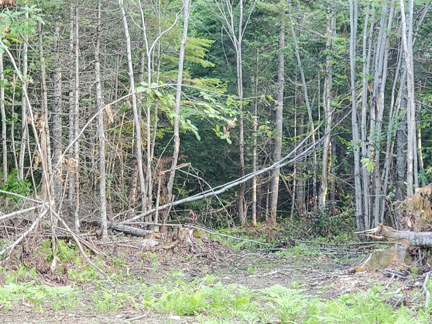 74 Flanders Road Northport, ME 04849 - Photo 10 of 11 20240821_181052 (Large)
