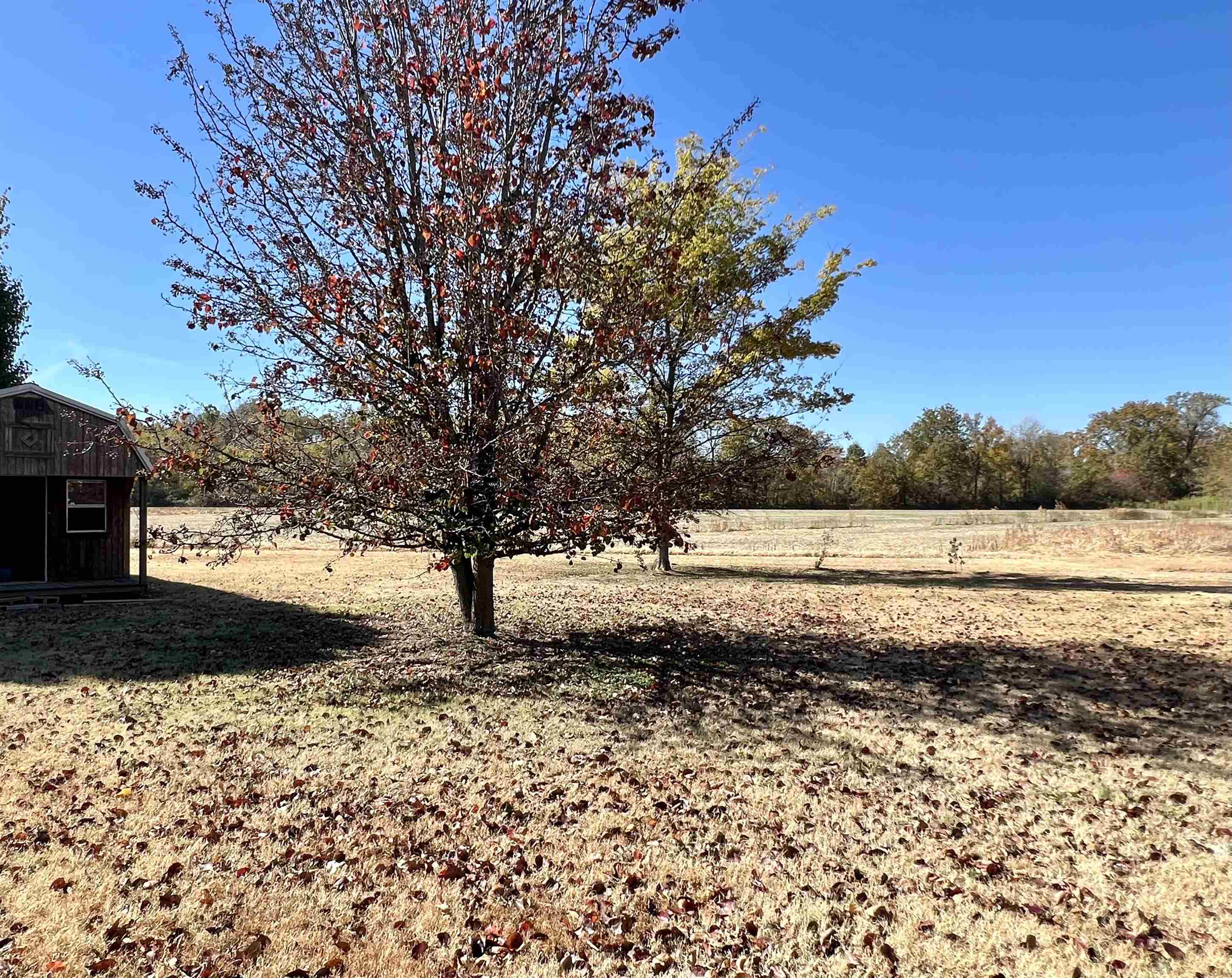 307 Christin Drive Ripley, TN 38063 - Photo 2 of 11 Gallery Image 2
