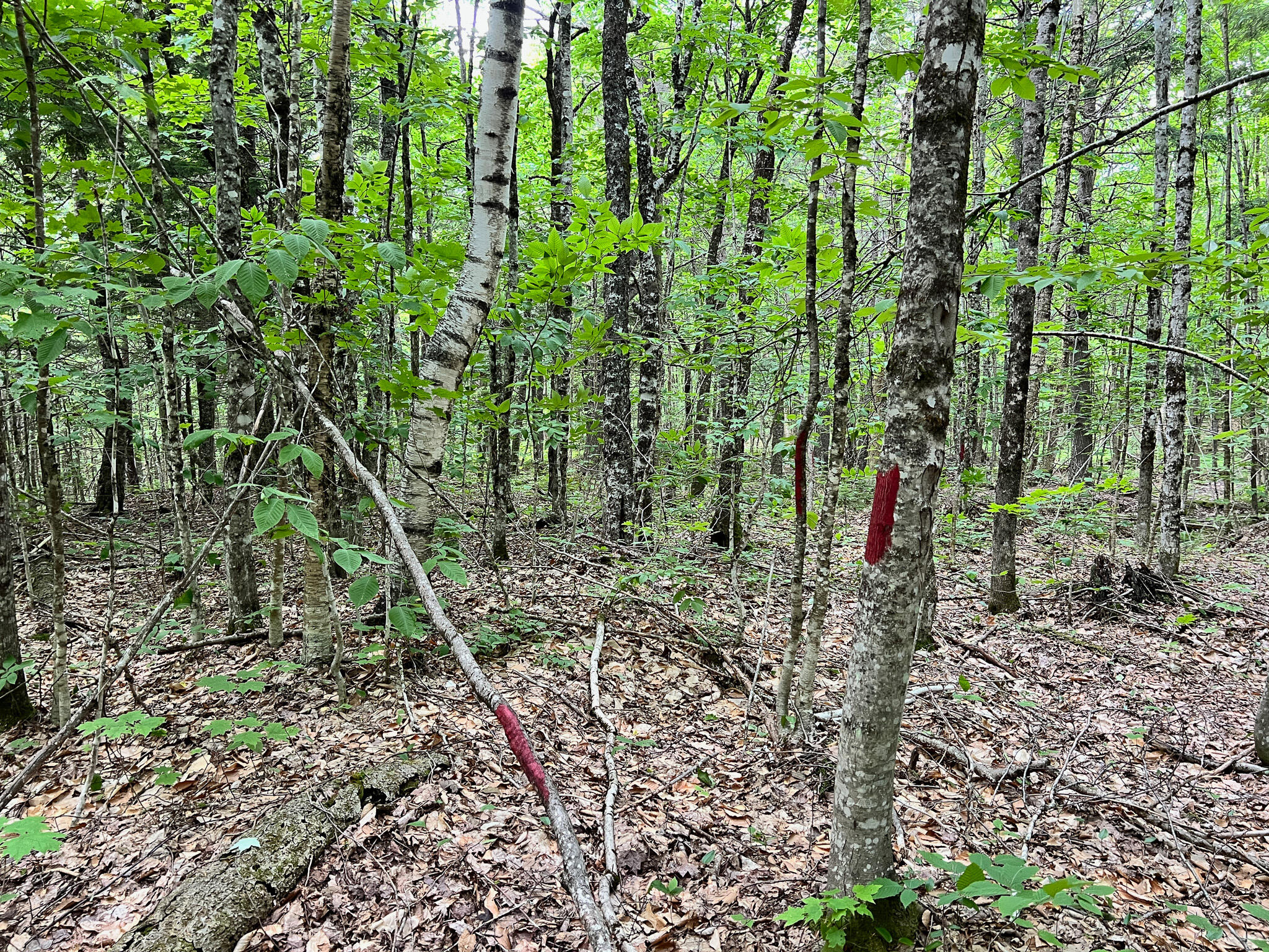 Lot 6 Treadwell Hl Road Springfield, ME 04487 - Photo 13 of 20 IMG_5826