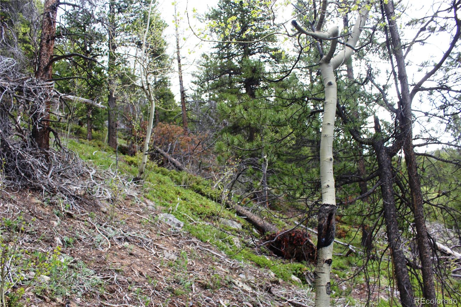 1 Broomfeild Gulch Road Idaho Springs, CO 80452 - Photo 20 of 31 Gallery Image 20