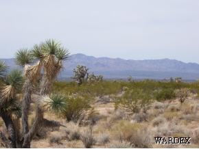 3115 Angel Yucca, AZ 86438 - Photo 1 of 1 Primary Photo