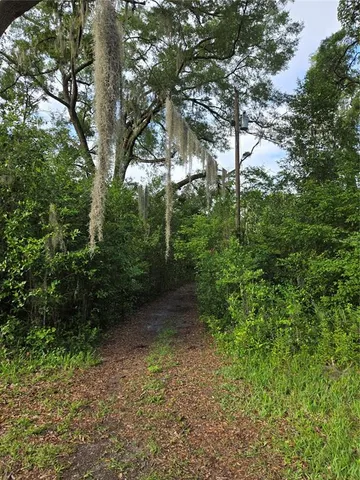 a view of a yard with plants and trees