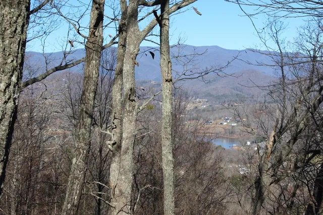 a view of a tree in a yard