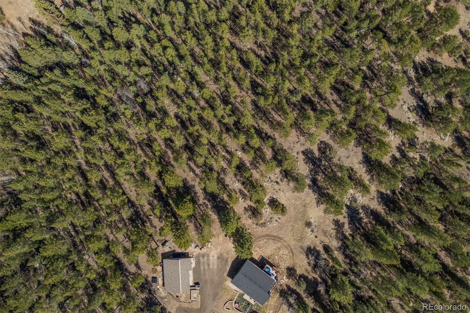 752 Impala Trail Bailey, CO 80421 - Photo 42 of 50 a view of a yard with a tree