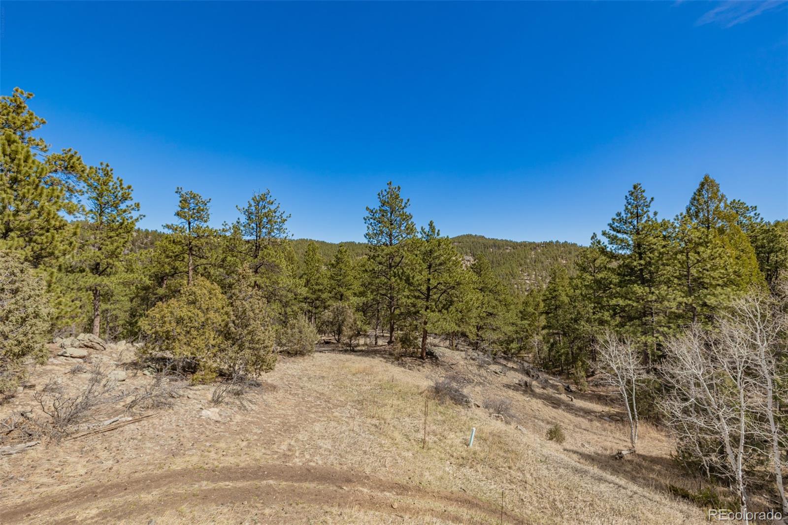 752 Impala Trail Bailey, CO 80421 - Photo 45 of 50 a view of a yard with a tree