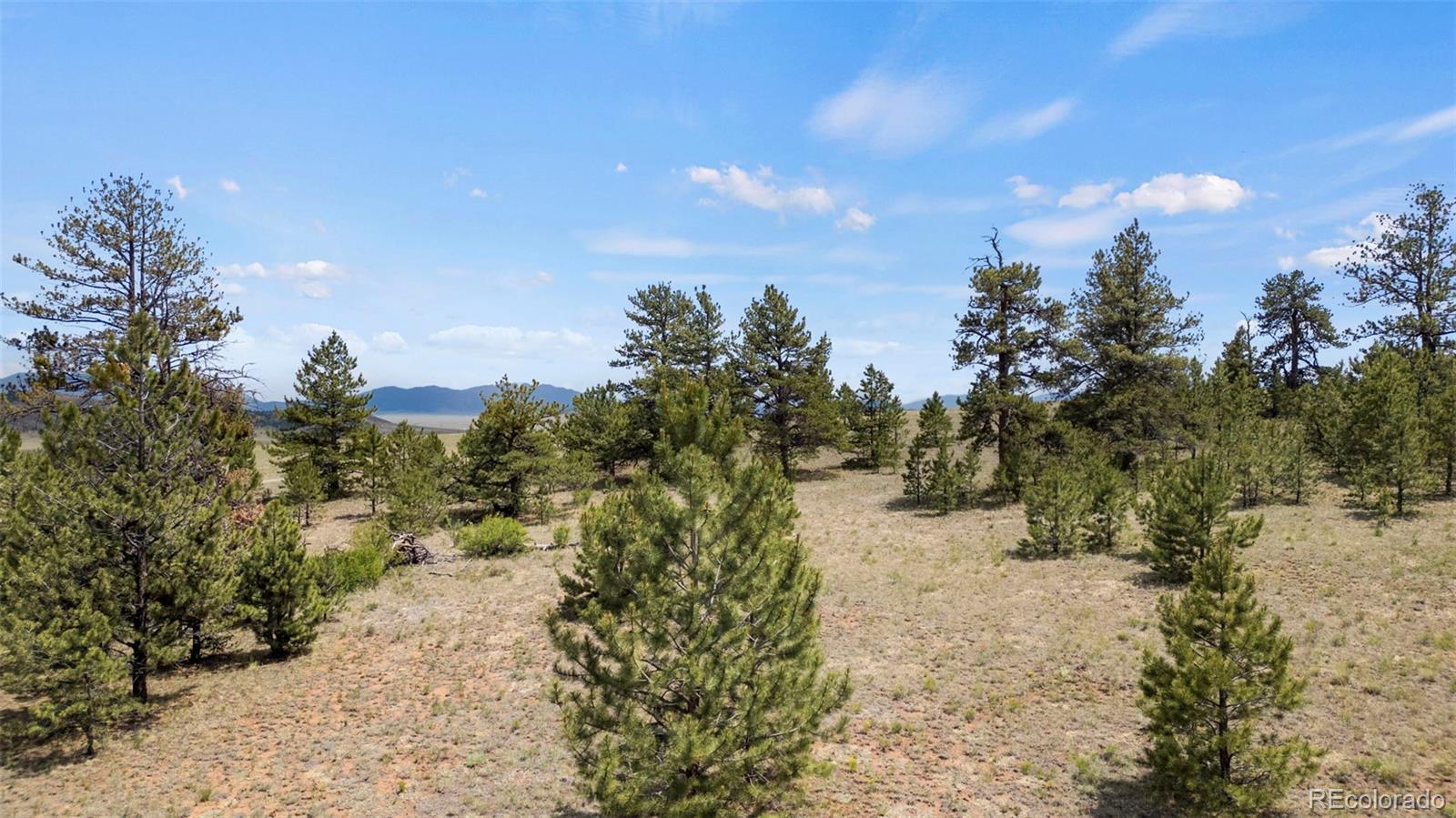 424 Mesa Road Hartsel, CO 80449 - Photo 11 of 19 a view of a yard with a tree