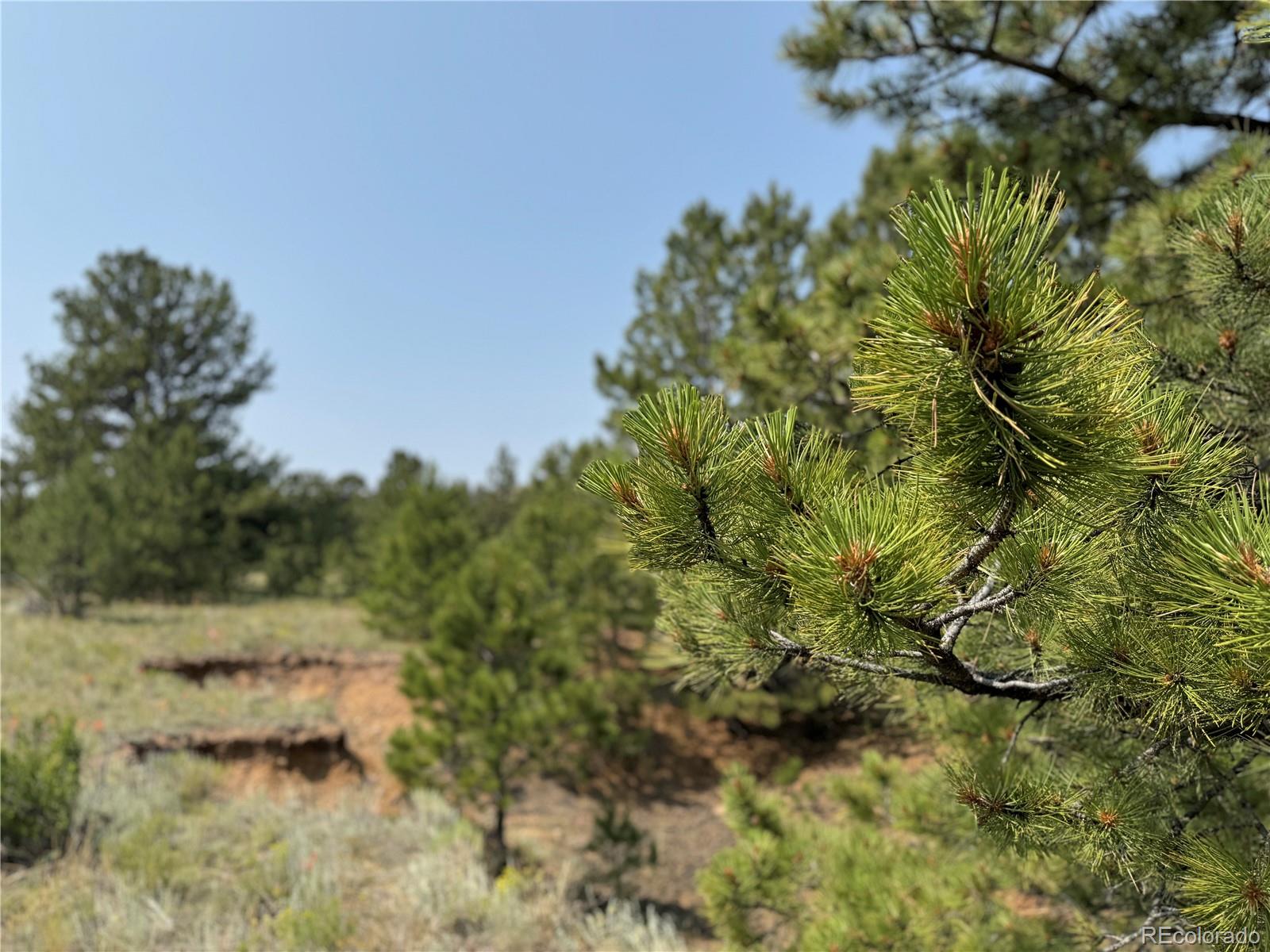 424 Mesa Road Hartsel, CO 80449 - Photo 6 of 19 a view of a yard