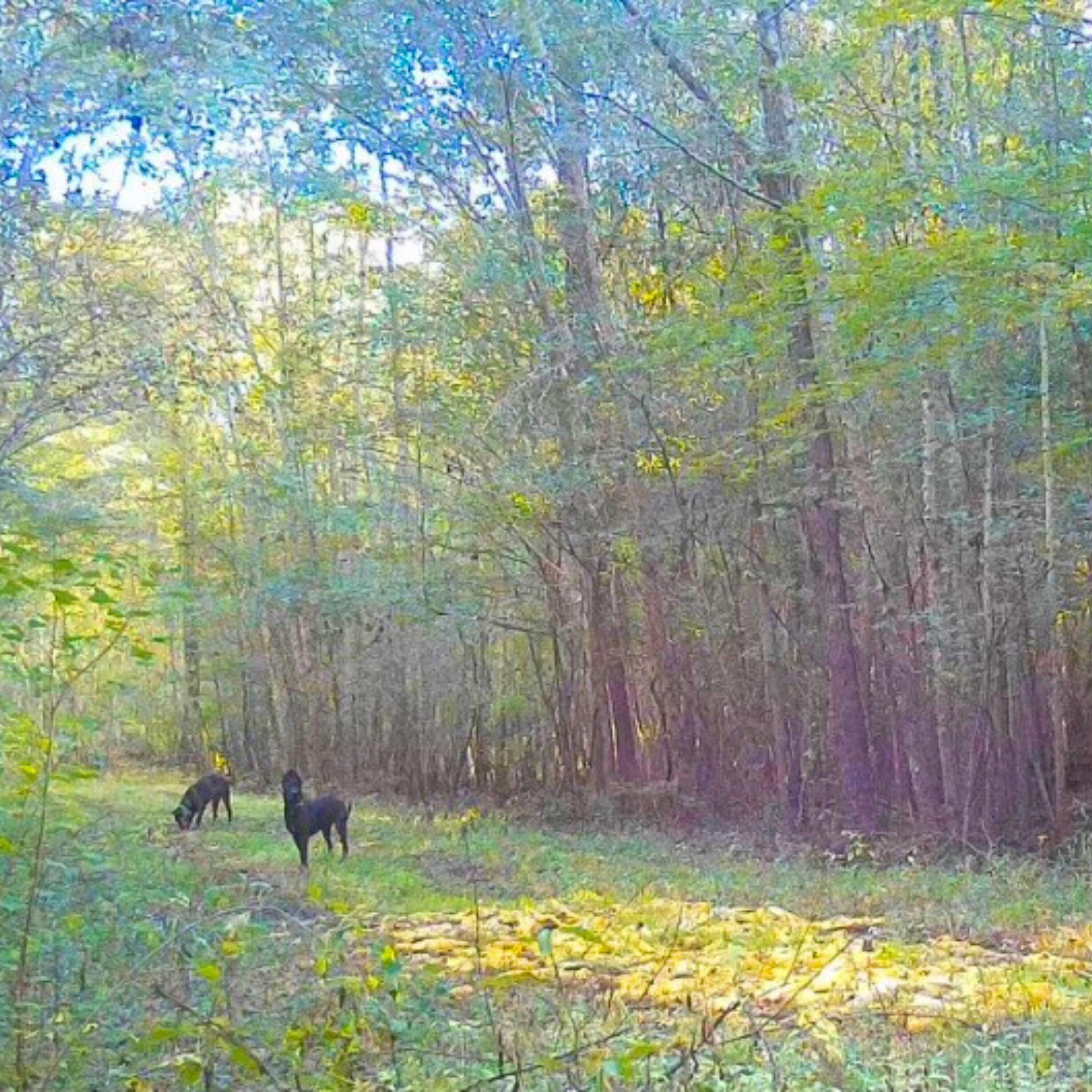 1041 Edisto River Road Reevesville, SC 29471 - Photo 7 of 11 Hunting (5)