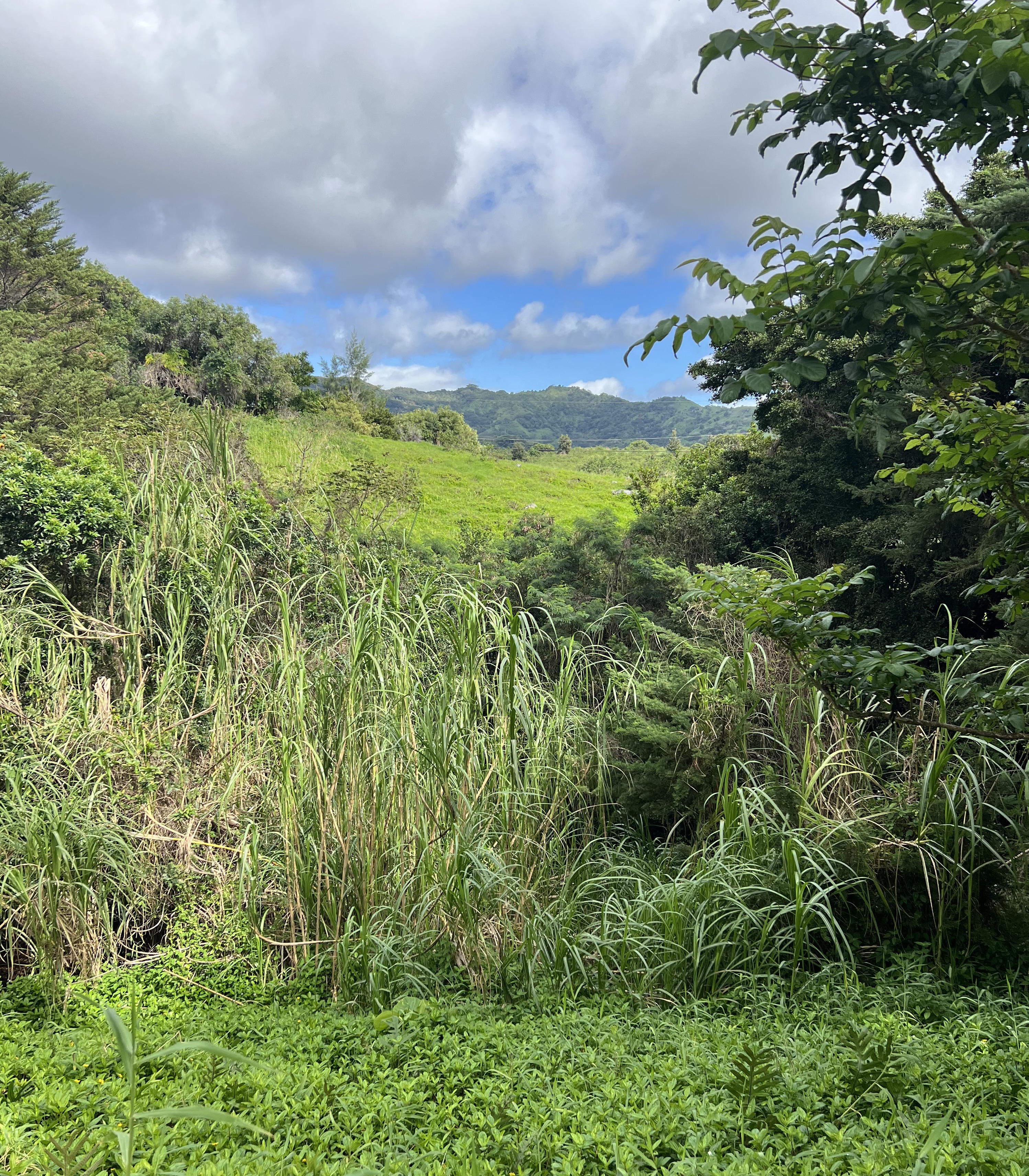 Puuwai Road Kalaheo, HI 96741 - Photo 1 of 3 Gallery Image 1