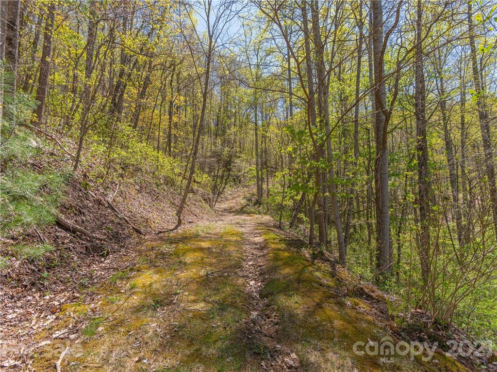 122 Jump Cove Road Weaverville, NC 28787 - Photo 42 of 48 a view of a yard with trees