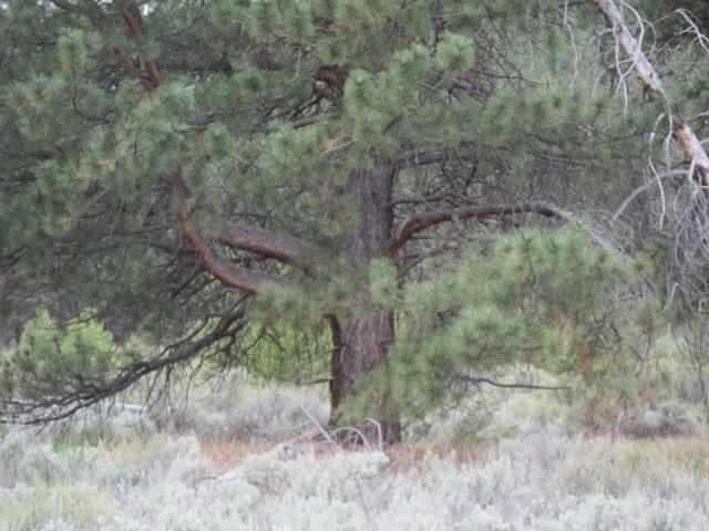 0 Rollingwood Road Chiloquin, OR 97624 - Photo 5 of 14 Additional Photo
