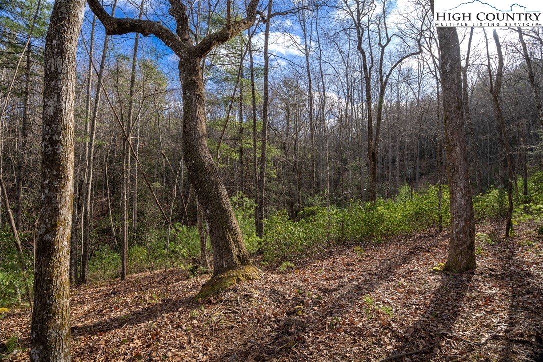 180 Marigold Road Boone, NC 28607 - Photo 3 of 50