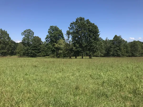 a view of yard with green space