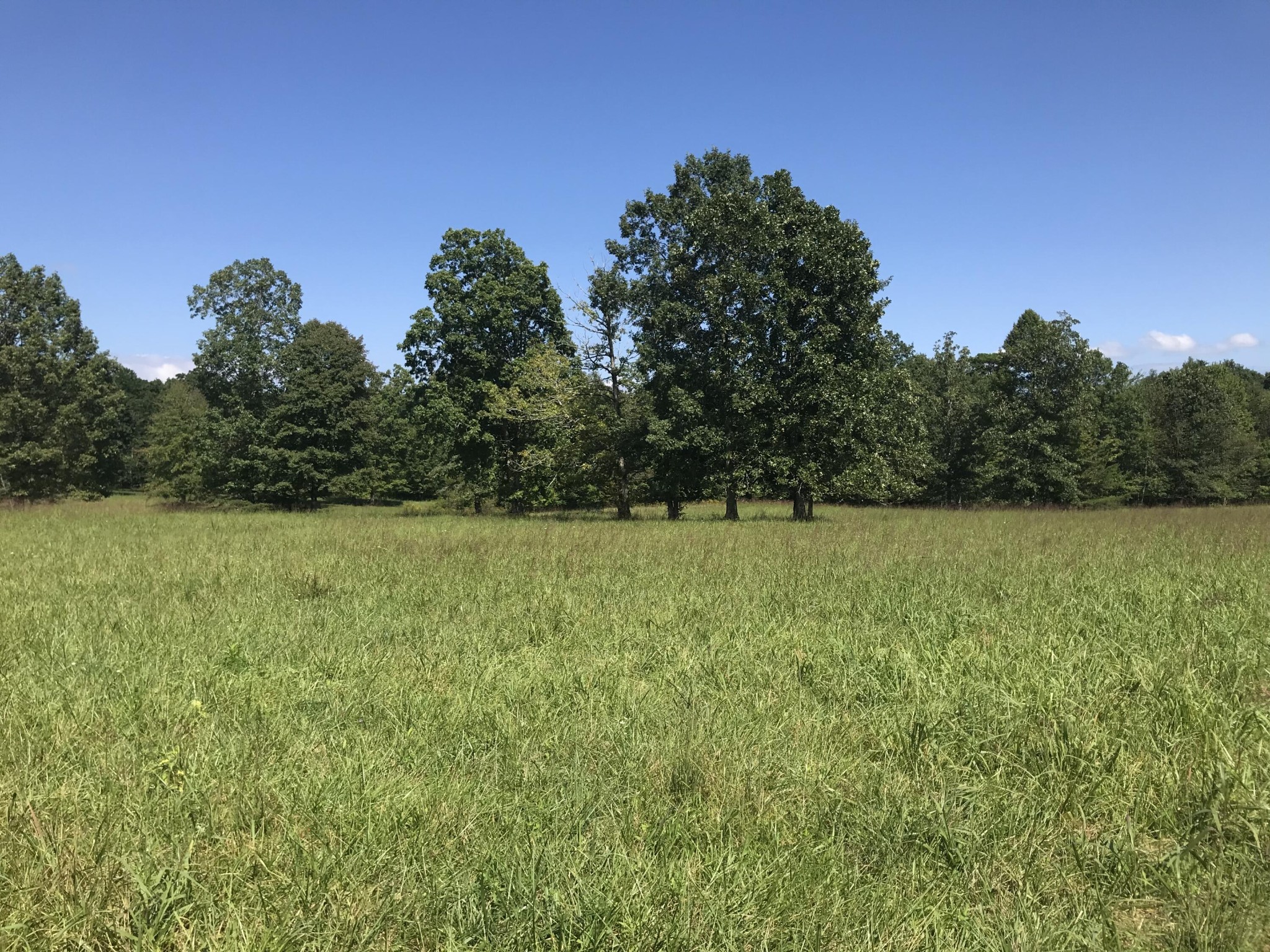 1 Lake George Drive Dunlap, TN 37327 - Photo 21 of 26 a view of yard with green space