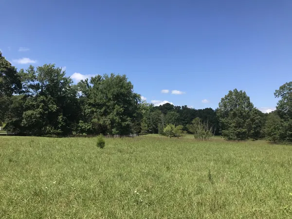 a view of a field with a tree in the background