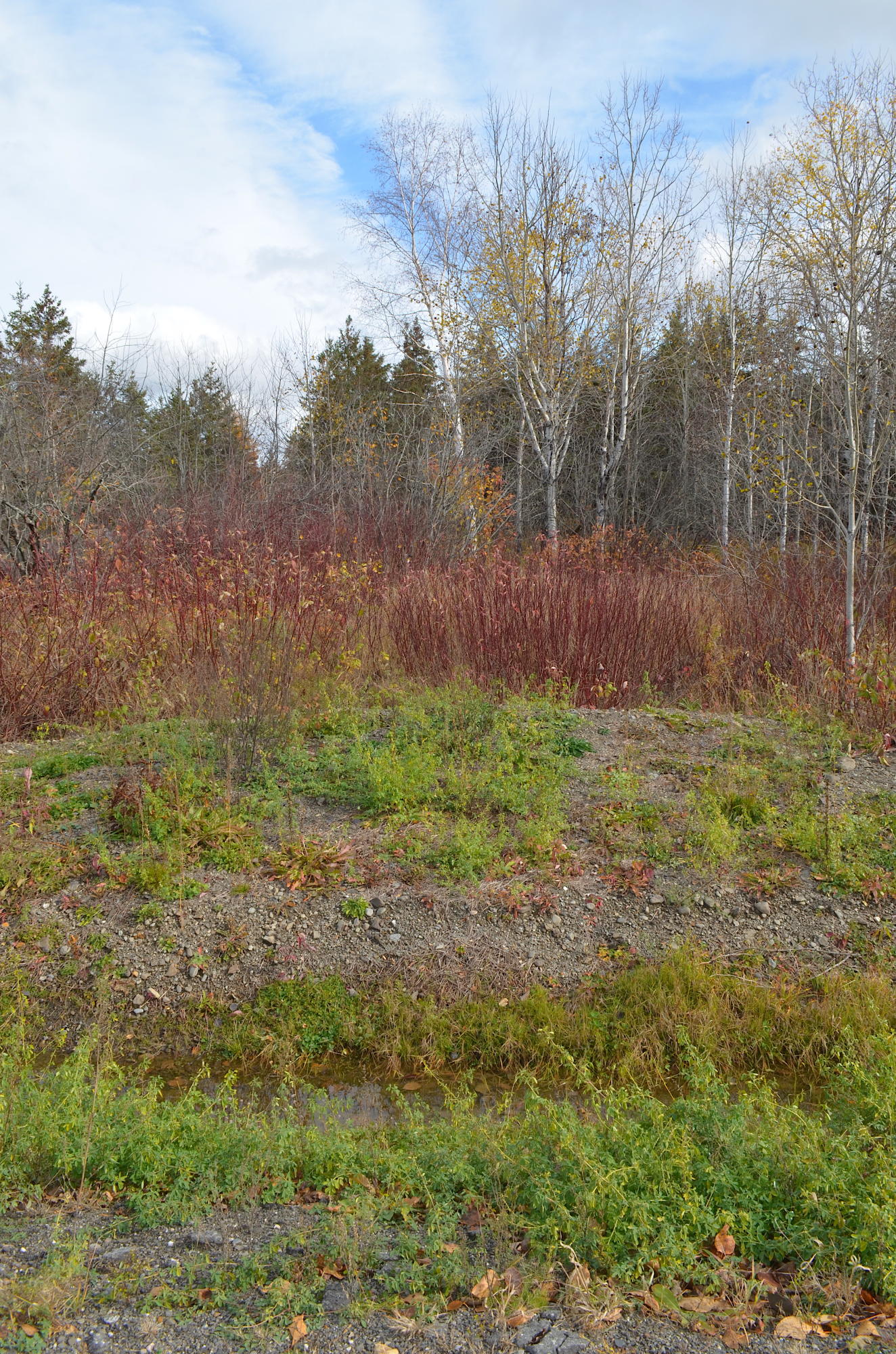 7 Shore Road York, ME 03909 - Photo 5 of 7 Buildable Lot