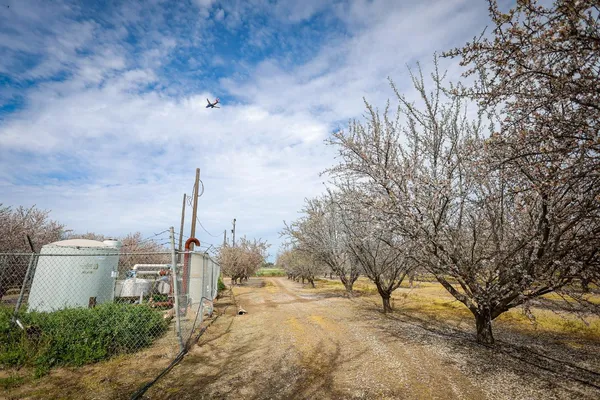 a view of a dry yard with a tree