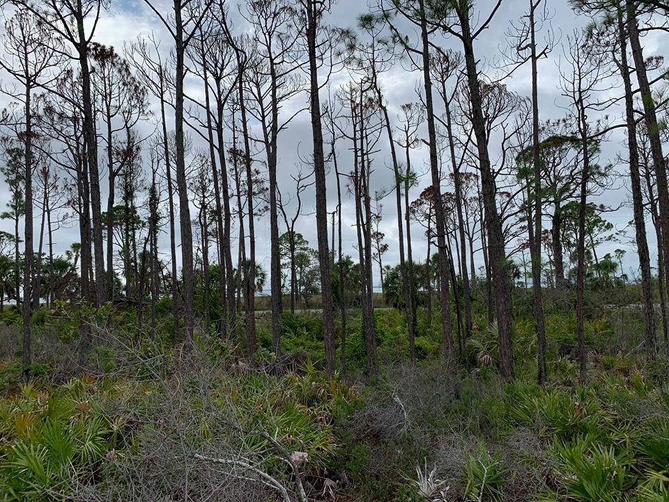 20 Park Point Circle Port St. Joe, FL 32456 - Photo 11 of 18