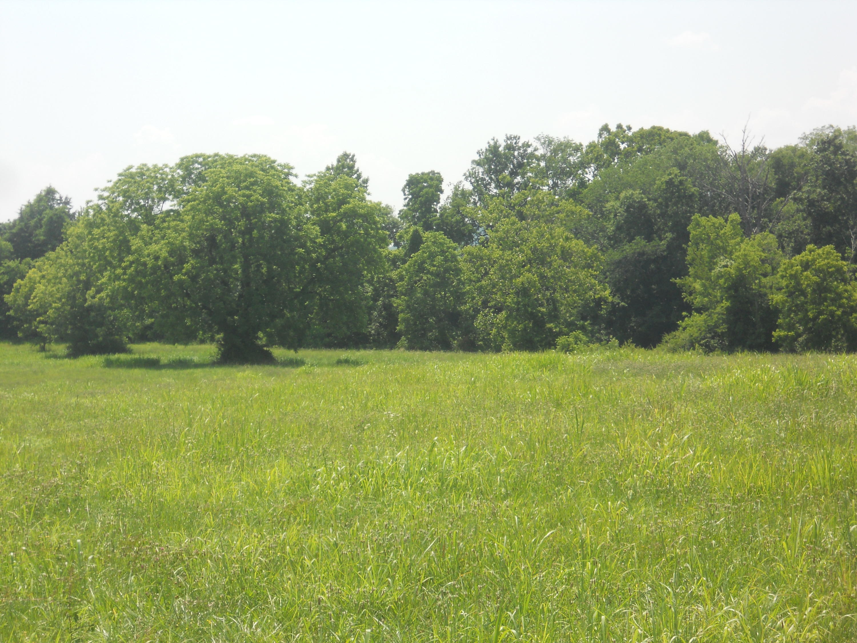 48 Espalier Drive, Unit 48 Decatur, TN 37322 - Photo 3 of 14 4.67 Level Acres
