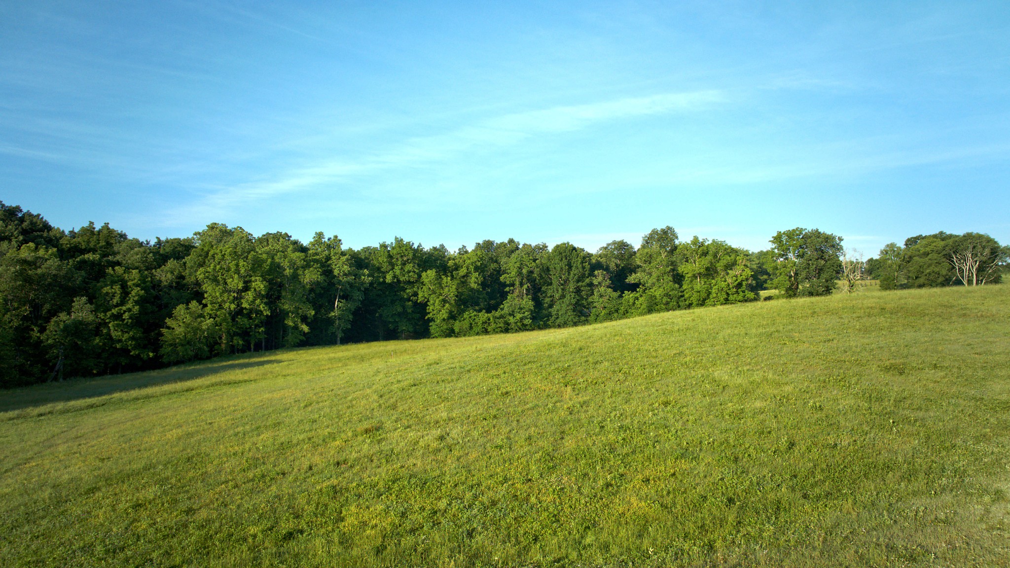 0 Burnt House Road Lebanon, TN 37090 - Photo 8 of 12 a view of a big yard with a large tree and plants