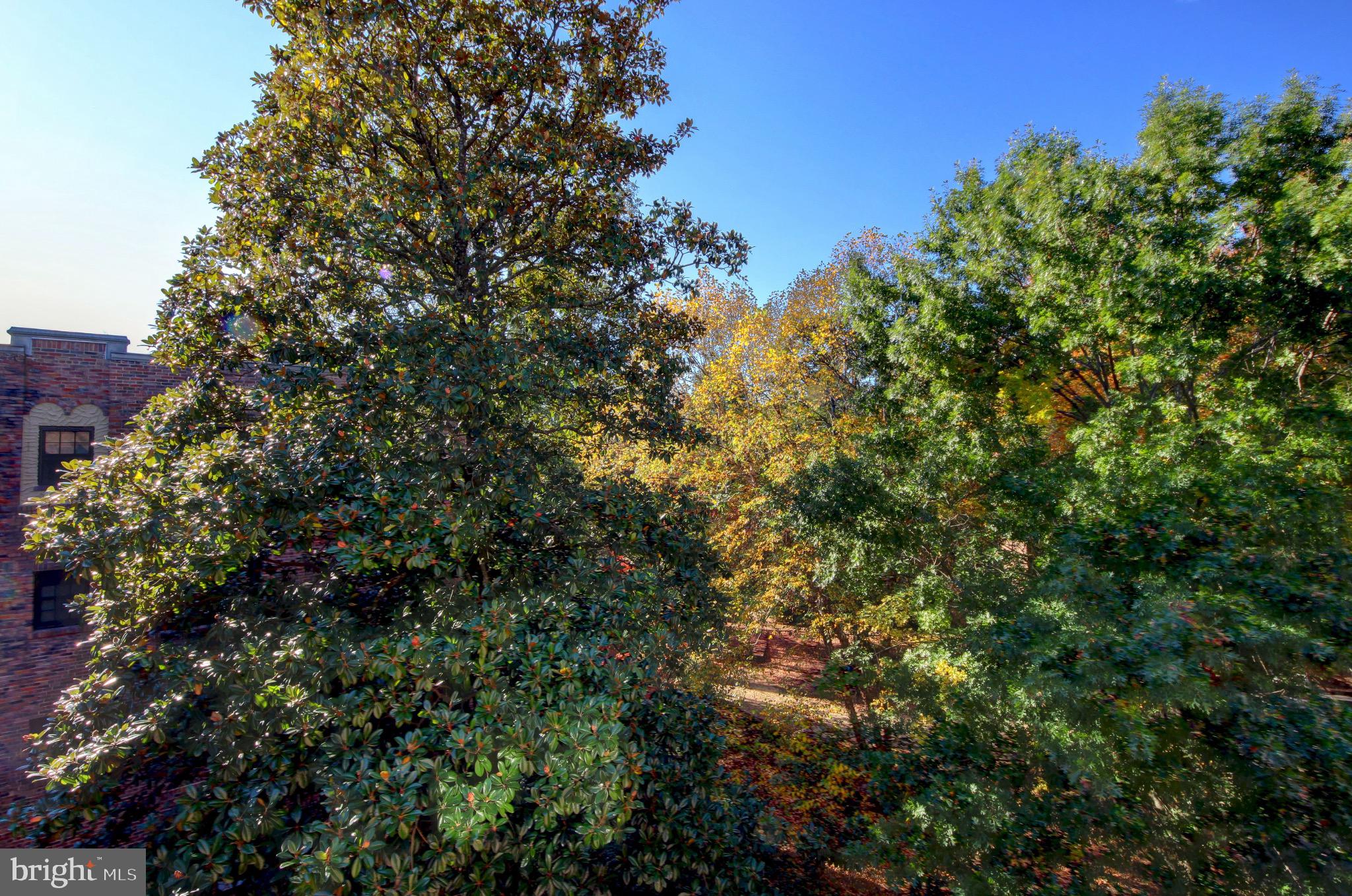 3000 Tilden Street Northwest, Unit 501I Washington, DC 20008 - Photo 27 of 48 a view of a tree