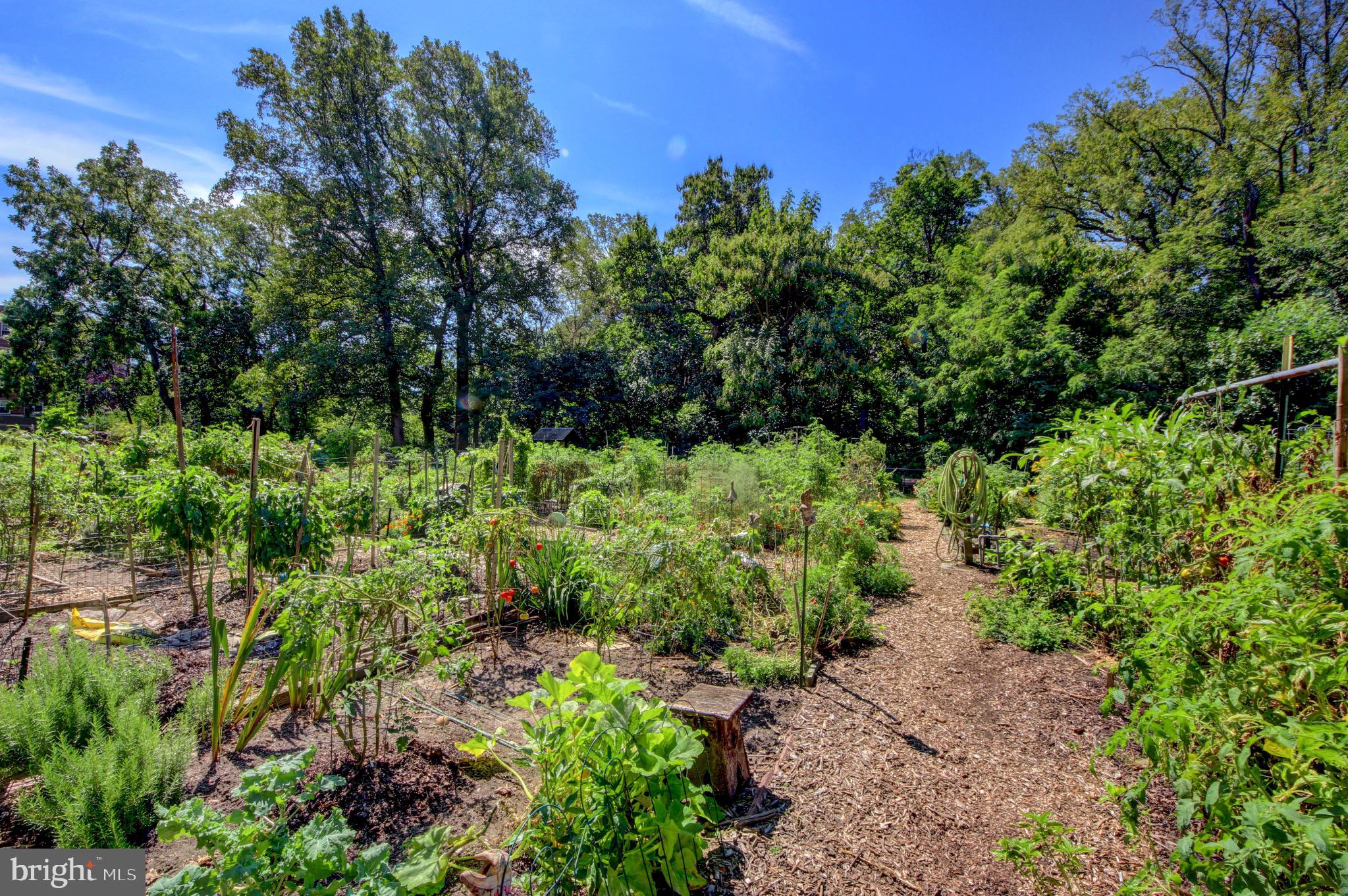 3000 Tilden Street Northwest, Unit 501I Washington, DC 20008 - Photo 42 of 48 a view of a garden with plants