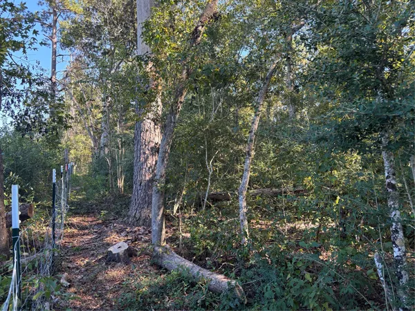 a view of a forest with trees in front of it