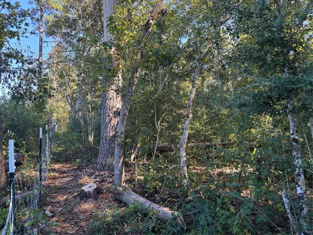 a view of a forest with trees in front of it