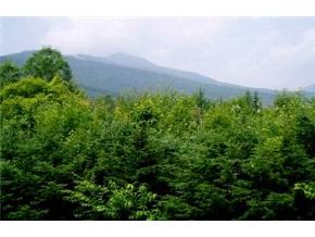 20 D Village Road, Unit 20 Waterville Valley, NH 03215 - Photo 2 of 4