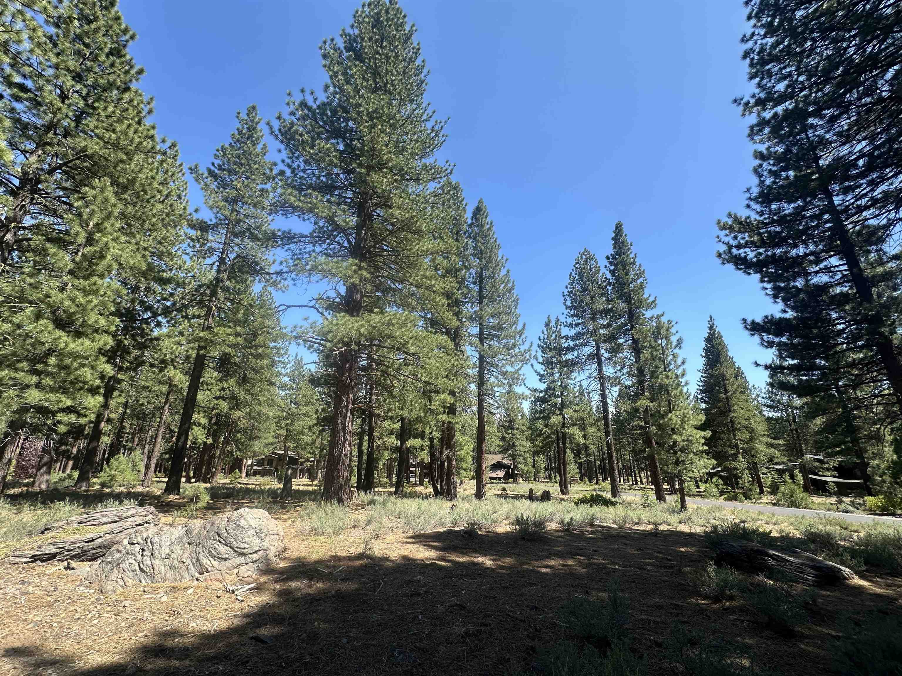 11651 Bottcher Loop Truckee, CA 96161 - Photo 2 of 6 a view of road with trees