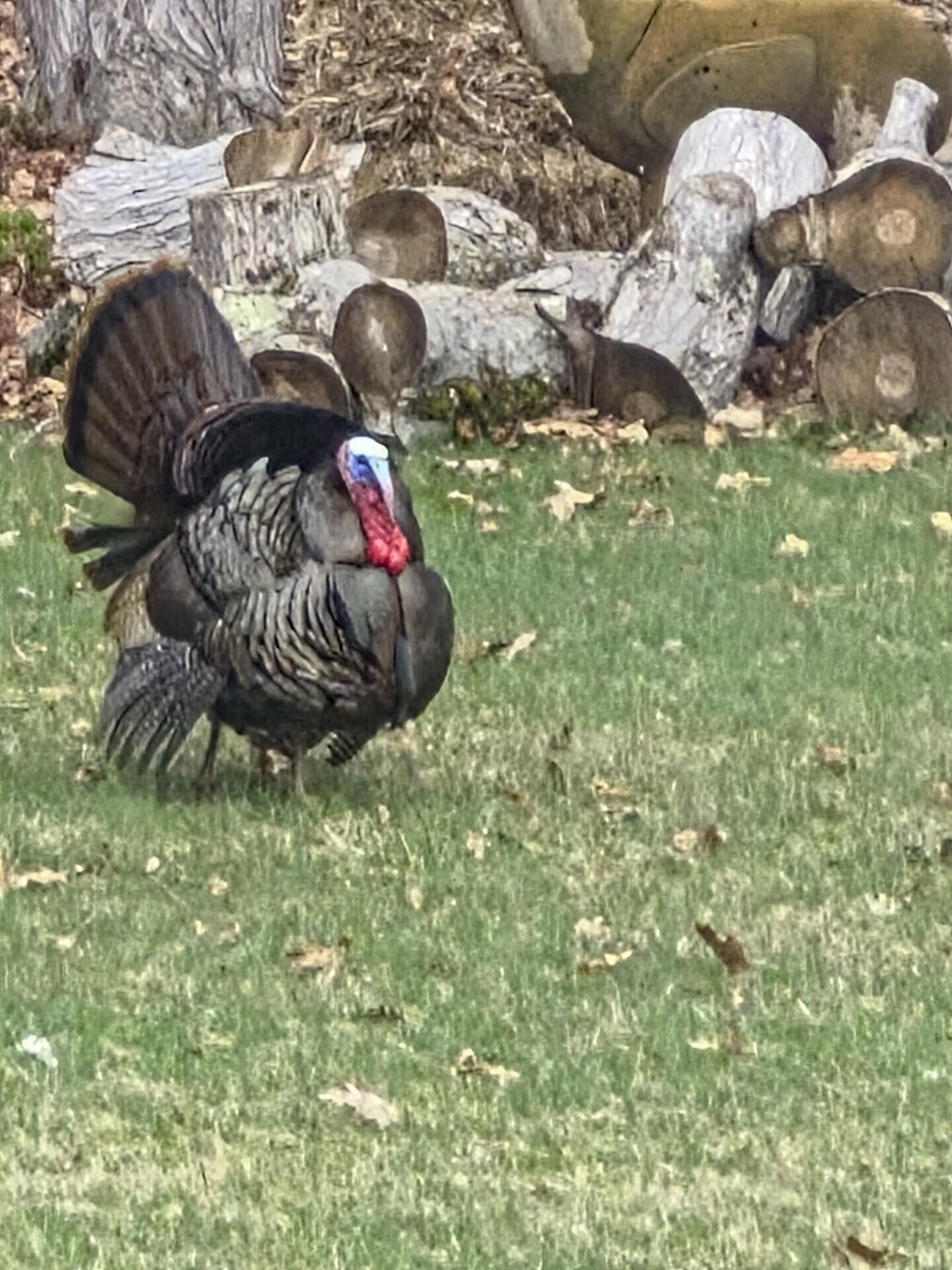 336 Granite St Extension Biddeford, ME 04005 - Photo 43 of 47 Turkeys