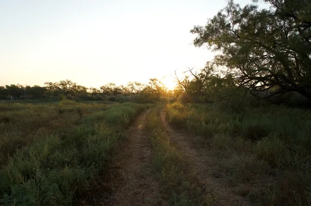 a view of a forest with trees in the background
