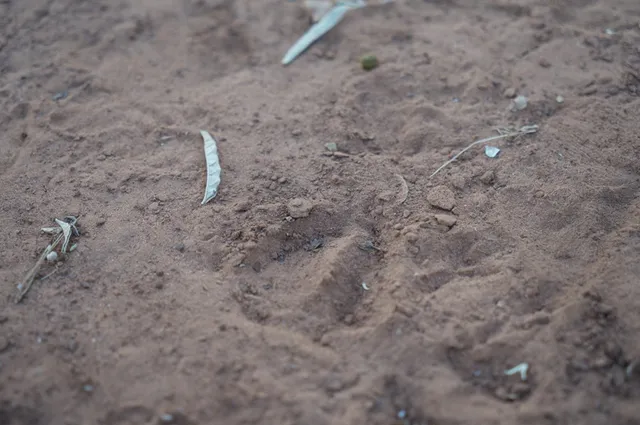 a view of a forest with lush green forest