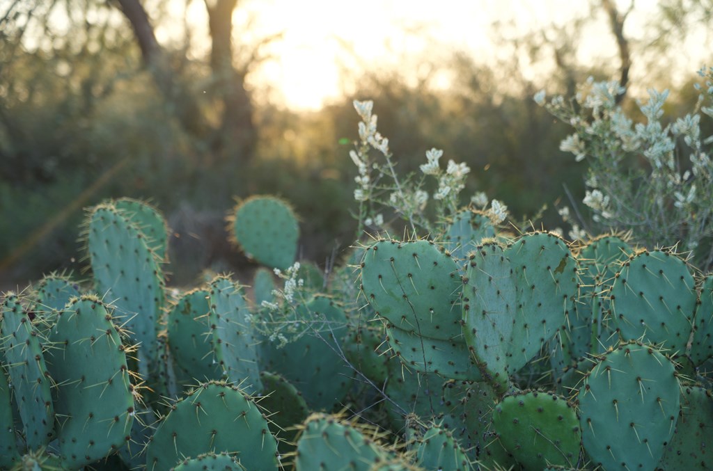 2035 County Road Rochelle, TX 76872 - Photo 16 of 68 a close up of a plant in a garden
