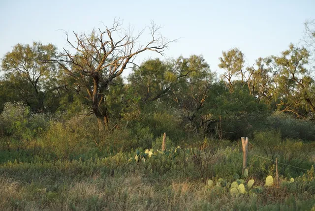 a view of a forest with a tree
