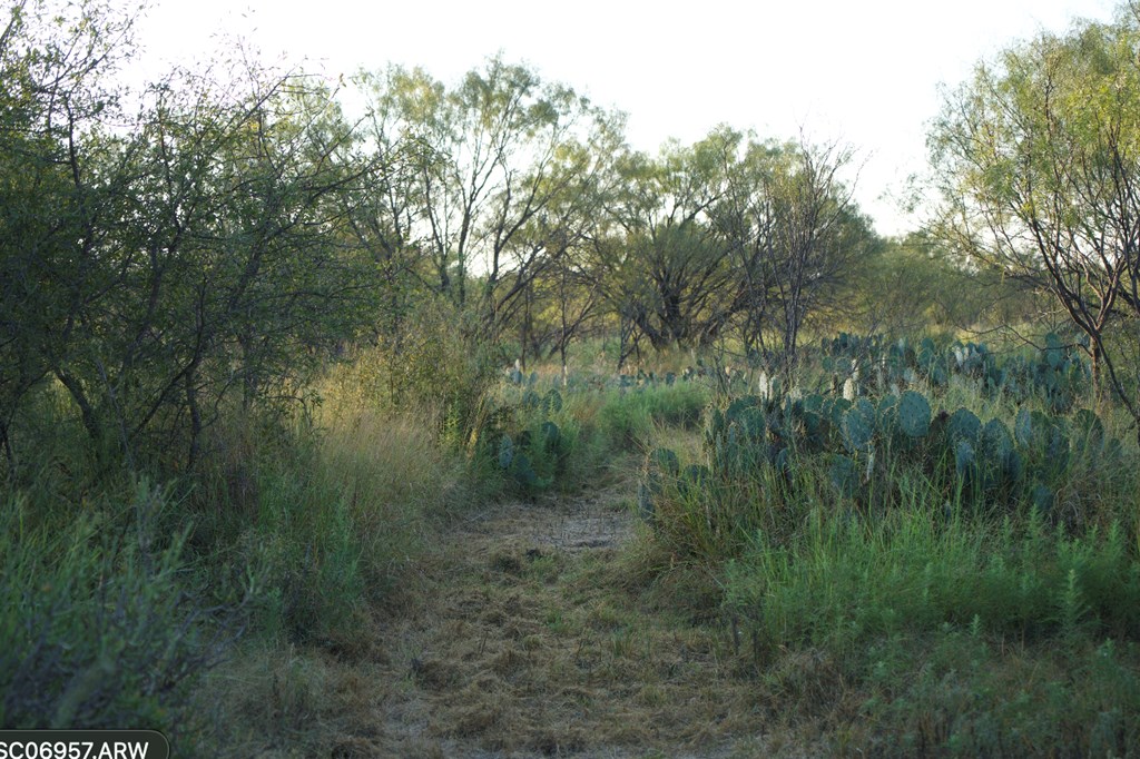 2035 County Road Rochelle, TX 76872 - Photo 20 of 68 a view of a yard with a tree
