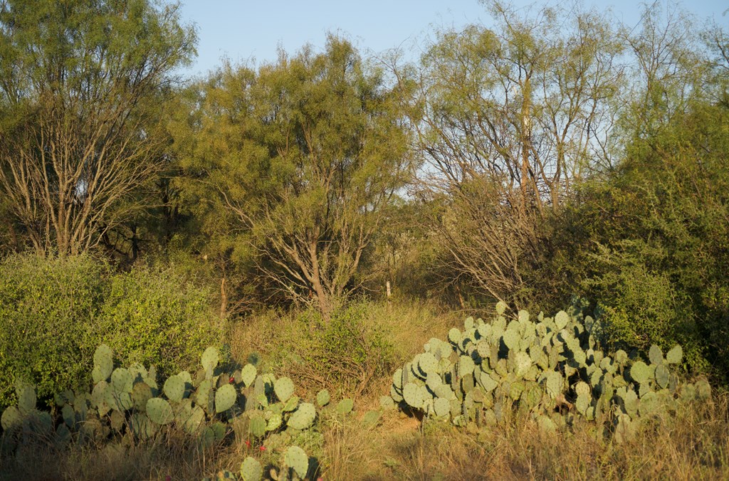2035 County Road Rochelle, TX 76872 - Photo 21 of 68 a view of a bunch of plants and trees