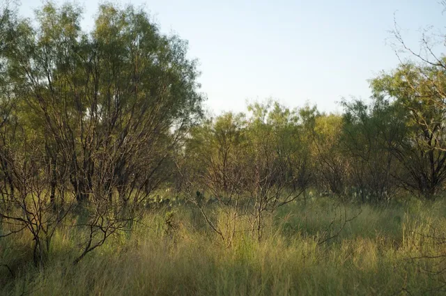 a view of a lake with a yard and large trees