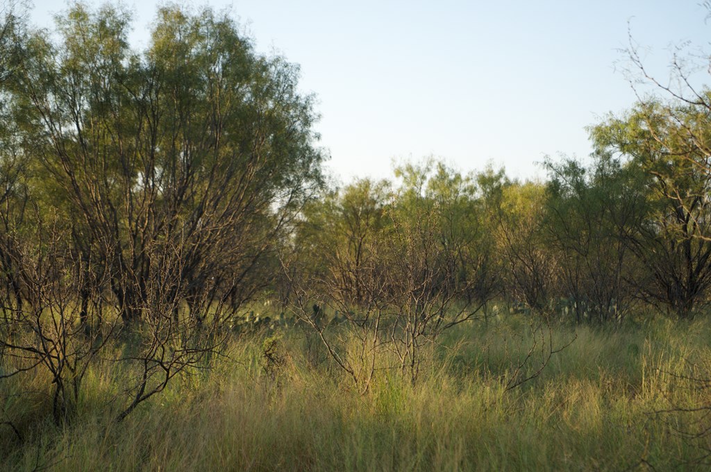 2035 County Road Rochelle, TX 76872 - Photo 22 of 68 a view of a lush green space