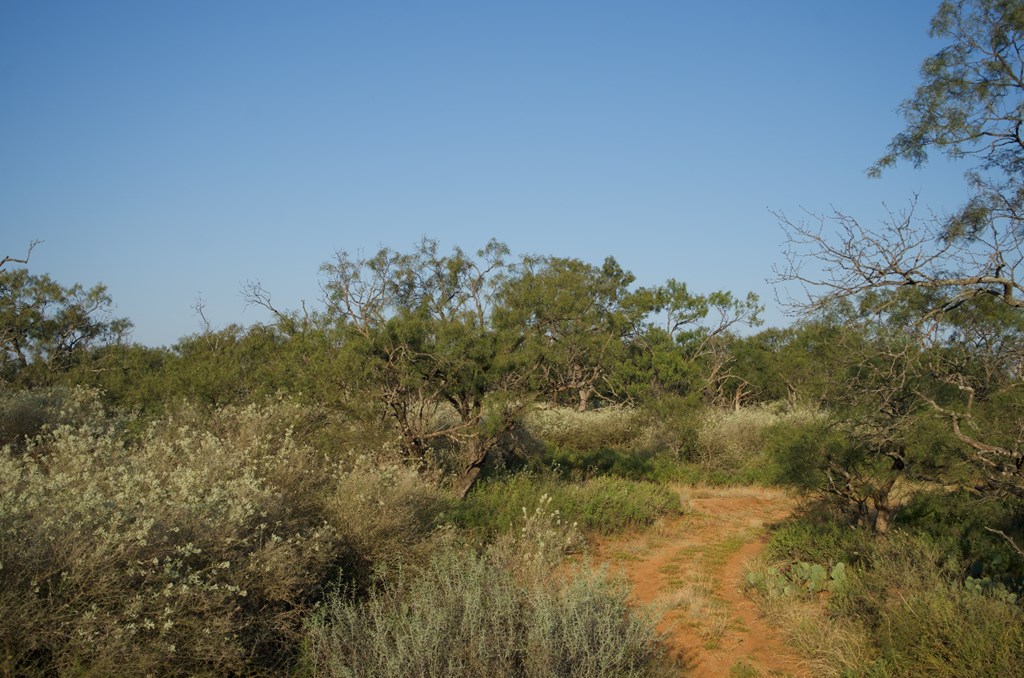 2035 County Road Rochelle, TX 76872 - Photo 24 of 68 a view of a yard