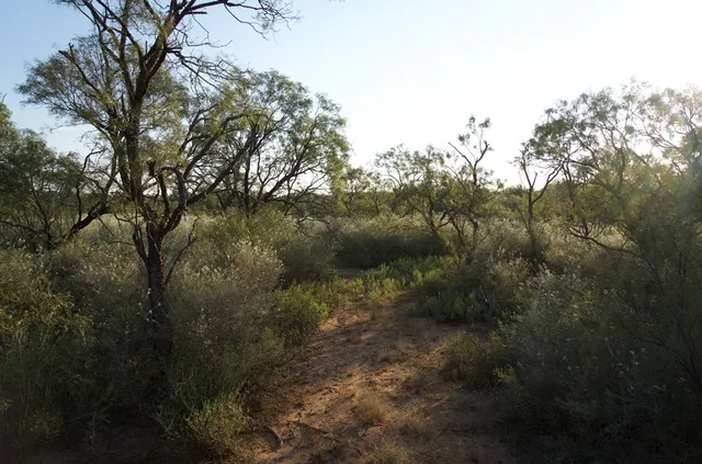 a view of a forest with trees in the background