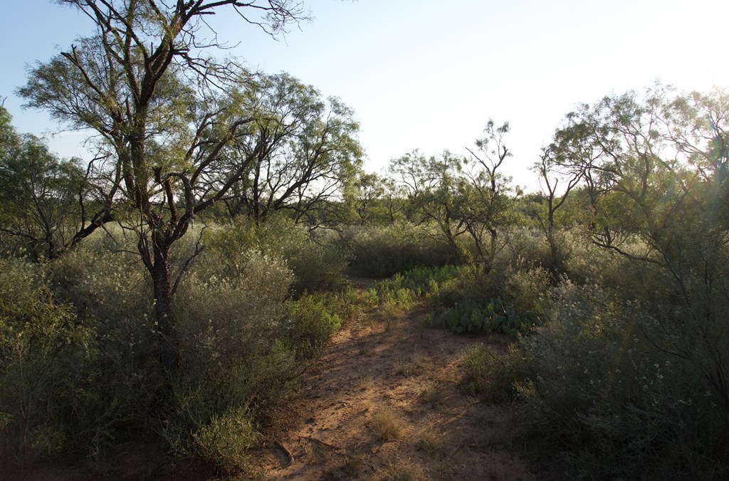 2035 County Road Rochelle, TX 76872 - Photo 25 of 68 a view of a forest with a tree