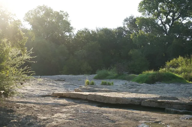 a view of a forest with lots of trees