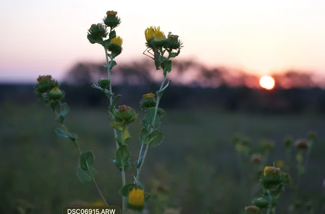 a view of a lush green forest with lots of trees