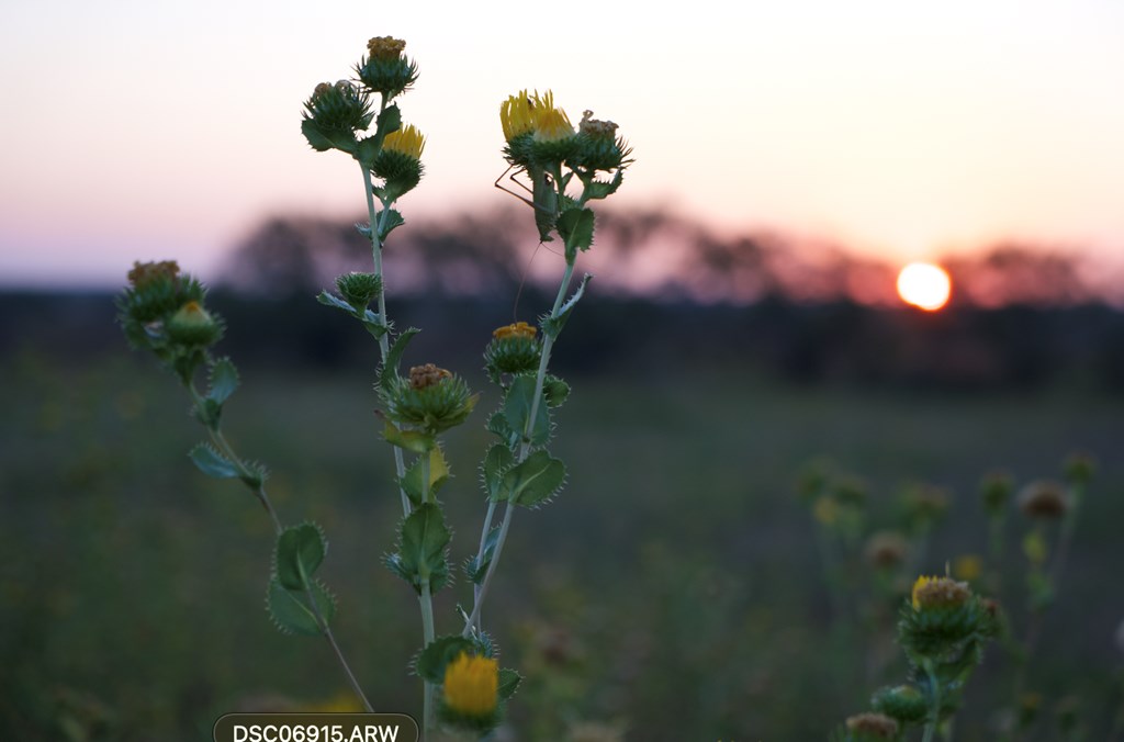 2035 County Road Rochelle, TX 76872 - Photo 3 of 68 a view of a plant