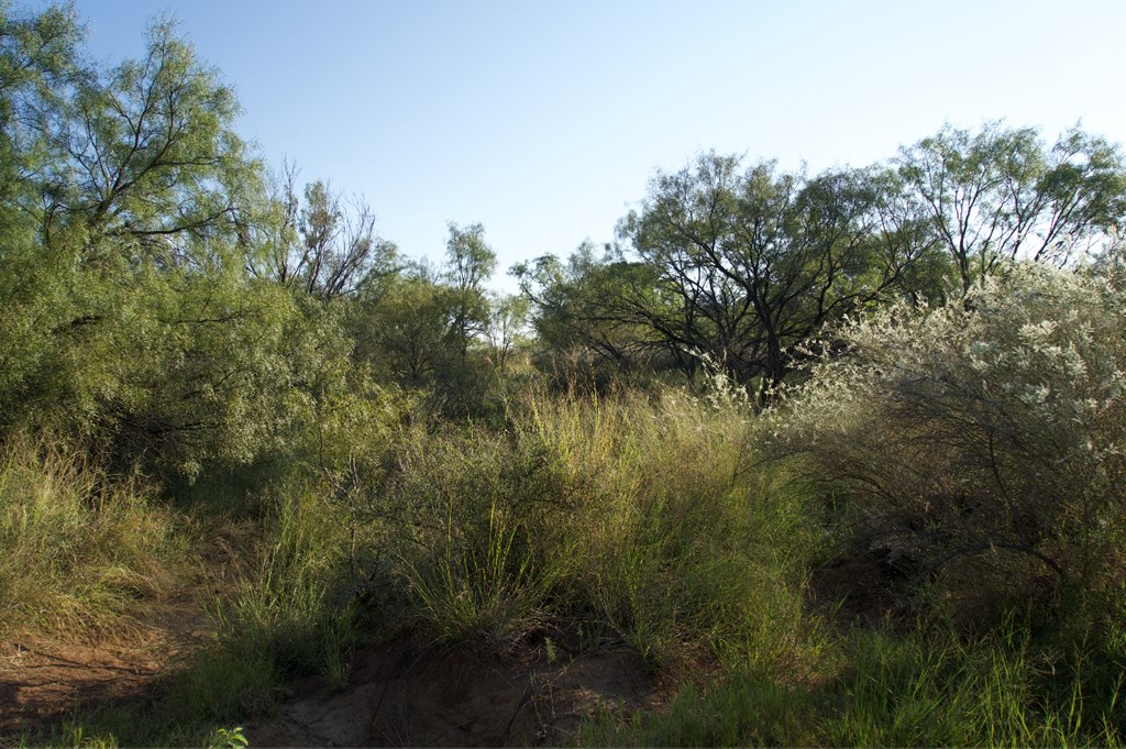 2035 County Road Rochelle, TX 76872 - Photo 37 of 68 a view of a garden